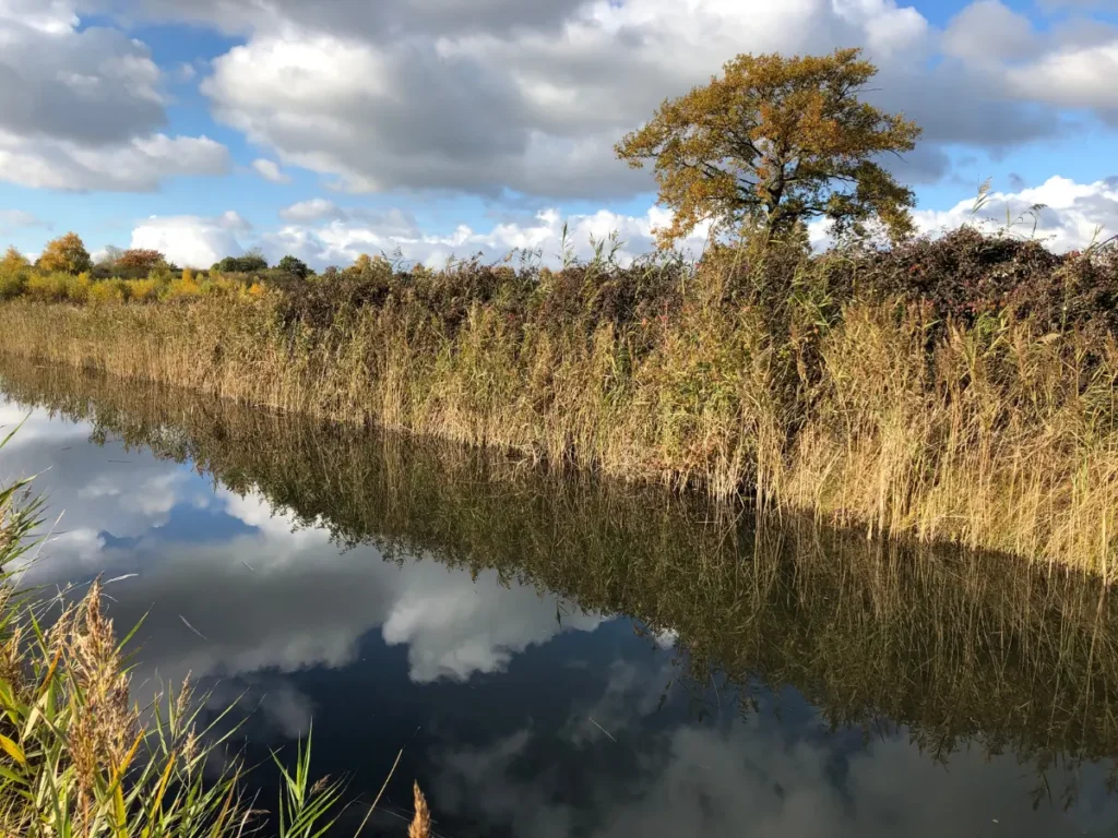River and tall grass of Wicken Fen in Cambridgeshire.